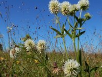 Trifolium montanum 26, Saxifraga-Ed Stikvoort