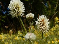 Trifolium montanum 27, Saxifraga-Ed Stikvoort