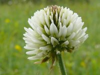 Trifolium montanum 31, Saxifraga-Hans Grotenhuis