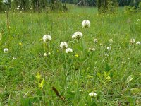 Trifolium montanum 32, Saxifraga-Hans Grotenhuis