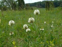 Trifolium montanum 33, Saxifraga-Hans Grotenhuis