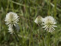 Trifolium montanum 35, Saxifraga-Willem van Kruijsbergen