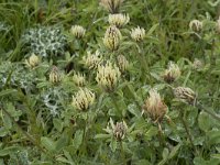 Trifolium ochroleucon 6, Saxifraga-Willem van Kruijsbergen