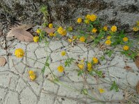 Trifolium patens
