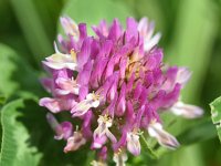 Trifolium pratense 25, Rode klaver, Saxifraga-Sonja Bouwman