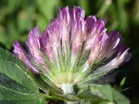 Trifolium pratense 26, Rode klaver, Saxifraga-Sonja Bouwman