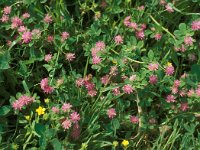 Trifolium resupinatum 33, Perzische klaver, Saxifraga-Jan van der Straaten