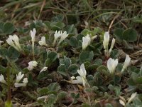 Trifolium subterraneum 10, Onderaardse klaver, Saxifraga-Willem van Kruijsbergen