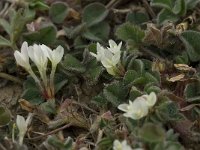 Trifolium subterraneum 11, Onderaardse klaver, Saxifraga-Willem van Kruijsbergen