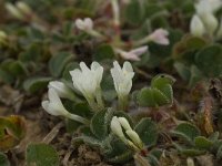 Trifolium subterraneum 12, Onderaardse klaver, Saxifraga-Willem van Kruijsbergen