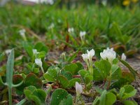 Trifolium subterraneum 13, Onderaardse klaver, Saxifraga-Ed Stikvoort