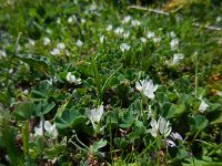 Trifolium subterraneum 14, Onderaardse klaver, Saxifraga-Ed Stikvoort