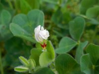 Trifolium subterraneum 15, Onderaardse klaver, Saxifraga-Ed Stikvoort