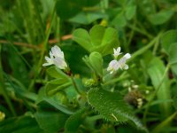 Trifolium subterraneum 16, Onderaardse klaver, Saxifraga-Ed Stikvoort