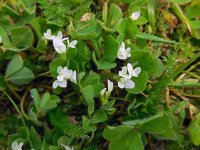 Trifolium subterraneum 18, Onderaardse klaver, Saxifraga-Ed Stikvoort