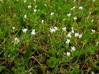 Trifolium subterraneum 19, Onderaardse klaver, Saxifraga-Ed Stikvoort