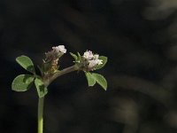 Trifolium subterraneum 2, Onderaardse klaver, Saxifraga-Jan van der Straaten