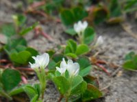 Trifolium subterraneum 20, Onderaardse klaver, Saxifraga-Ed Stikvoort