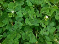 Trifolium subterraneum 22, Onderaardse klaver, Saxifraga-Ed Stikvoort