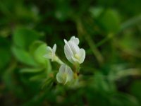 Trifolium subterraneum 23, Onderaardse klaver, Saxifraga-Ed Stikvoort