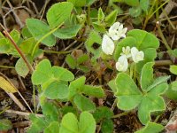 Trifolium subterraneum 24, Onderaardse klaver, Saxifraga-Peter Meininger