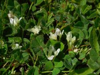 Trifolium subterraneum 26, Onderaardse klaver, Saxifraga-Ed Stikvoort