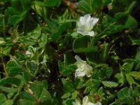 Trifolium subterraneum 27, Onderaardse klaver, Saxifraga-Ed Stikvoort