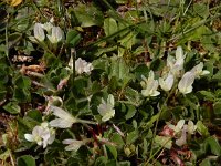 Trifolium subterraneum 28, Onderaardse klaver, Saxifraga-Ed Stikvoort