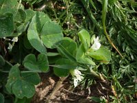 Trifolium subterraneum 4, Onderaardse klaver, Saxifraga-Jasenka Topic