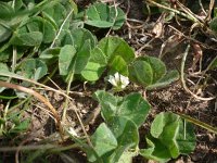 Trifolium subterraneum 5, Onderaardse klaver, Saxifraga-Jasenka Topic