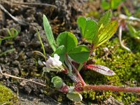 Trifolium subterraneum 6, Onderaardse klaver, Saxifraga-Jeroen Willemsen