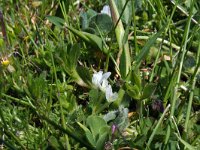 Trifolium subterraneum 7, Onderaardse klaver, Saxifraga-Jeroen Willemsen