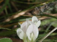 Trifolium subterraneum 8, Onderaardse klaver, Saxifraga-Rutger Barendse