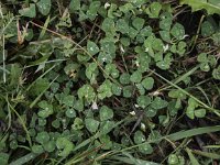 Trifolium subterraneum 9, Onderaardse klaver, Saxifraga-Peter Meininger