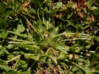Trifolium suffocatum