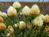 Trifolium trichocephalum