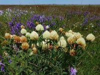 Trifolium trichocephalum 3, Saxifraga-Ed Stikvoort