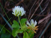 Trifolium tumens