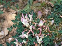 Trifolium uniflorum