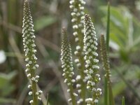 Triglochin maritima