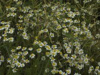 Tripleurospermum inodorum 1, Saxifraga-Jan van der Straaten