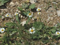 Tripleurospermum inodorum 2, Saxifraga-Marijke Verhagen