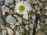 Tripleurospermum inodorum 3, Saxifraga-Jan van der Straaten