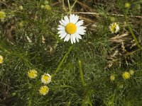 Tripleurospermum inodorum 4, Saxifraga-Marijke Verhagen