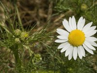 Tripleurospermum inodorum 5, Saxifraga-Marijke Verhagen