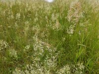 Trisetum flavescens 10, Goudhaver, Saxifraga-Ed Stikvoort