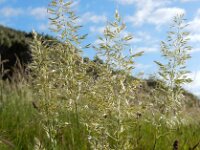 Trisetum flavescens 11, Goudhaver, Saxifraga-Ed Stikvoort