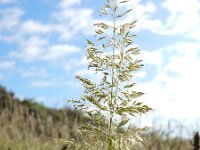 Trisetum flavescens 12, Goudhaver, Saxifraga-Ed Stikvoort
