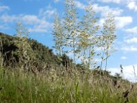 Trisetum flavescens 9, Goudhaver, Saxifraga-Ed Stikvoort