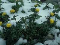 Trollius europaeus 52, Saxifraga-Jan van der Straaten